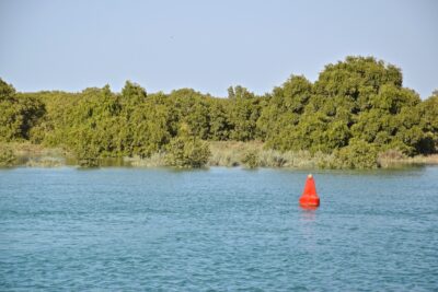 Mangrove d'Abou Dhabi