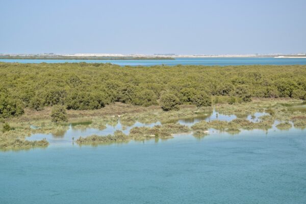 Mangrove d'Abou Dhabi