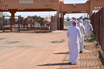 Marché aux dromadaires d'Al Aïn