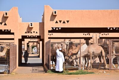 Souq aux dromadaires d'Al Aïn