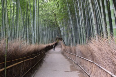 Bamboo grove à Arashiyama