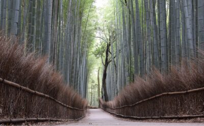 Bamboo grove à Arashiyama