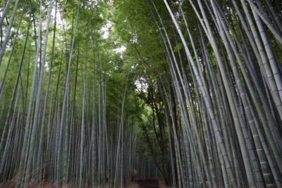 Bamboo grove à Arashiyama