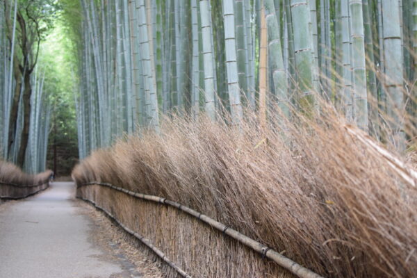 Bamboo grove à Arashiyama