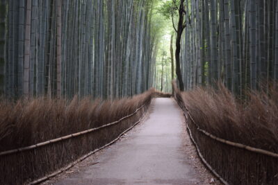 Bamboo grove à Arashiyama