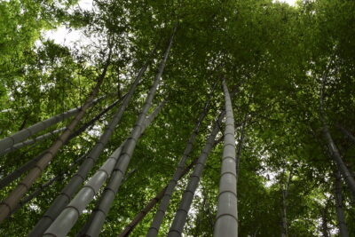 Bamboo grove à Arashiyama