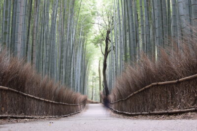 Bamboo grove à Arashiyama