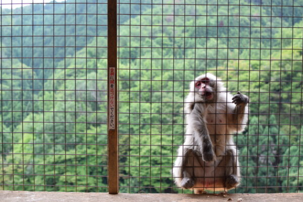Monkey à Arashiyama