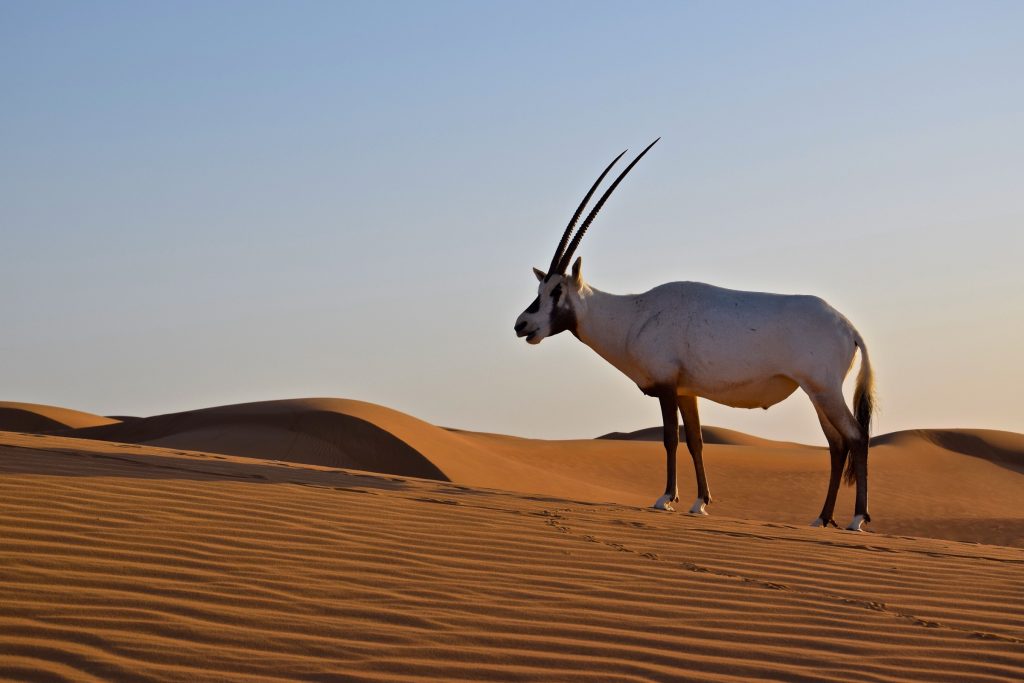 Oryx