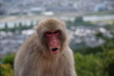 Singe à Arashiyama