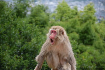 Singe à Arashiyama