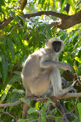 Langure dans les jardins de Mandore