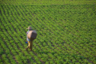 Travail agricole en Birmanie