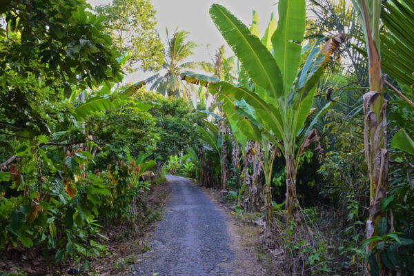 Balade sur un chemin de l'île de la Licorne