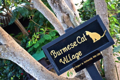 Burmese Cat Village