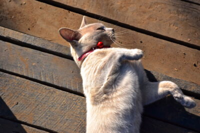 Chat au Burmese Cat Village