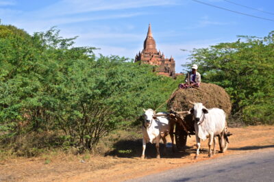 Farmer in Old Bagan