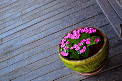 Fleurs au Thahara Inle Heritage