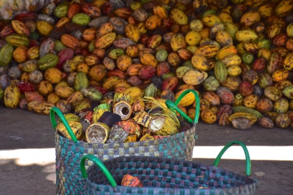 Récolte du cacao dans le delta du Mékong