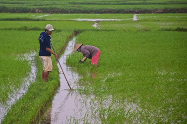 Rizière à Tra Que près de Hoi An