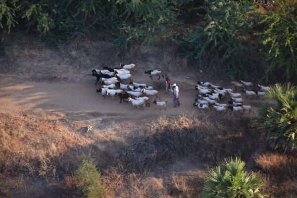 Troupeau à Bagan