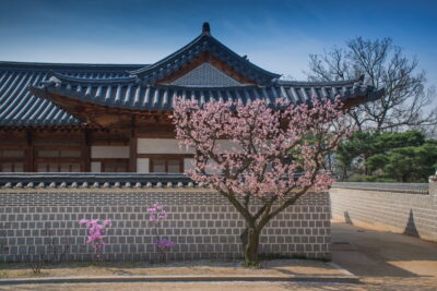 Cerisier en fleur dans un des palais de Séoul