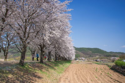 Cherry blossom à Hahoe