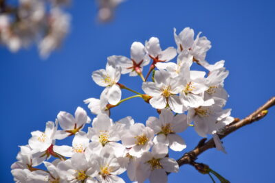 Cherry blossom à Séoul