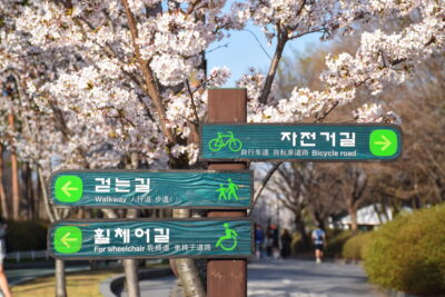 Parc Yeouido pendant la floraison des cerisiers