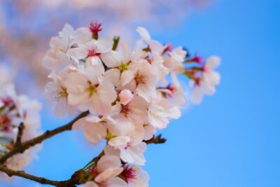 Cerisier en fleur à Hahoe
