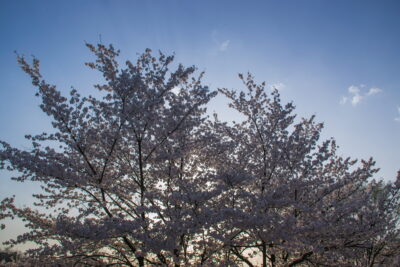 Cherry blossom à Hahoe