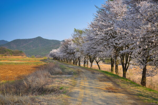 Cherry blossom à Hahoe