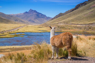 Alpaca au Pérou