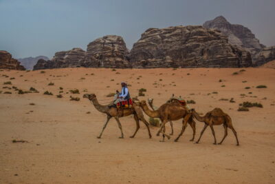 Dromadaires dans le Wadi Rum