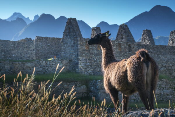 Lama à Machu Picchu