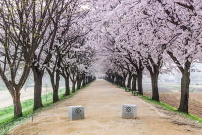 Allée de cerisiers en fleur à Hahoe