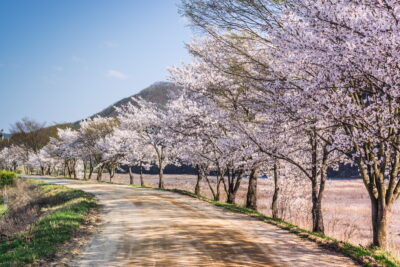 Cherry Blossom - Hahoe, South Korea