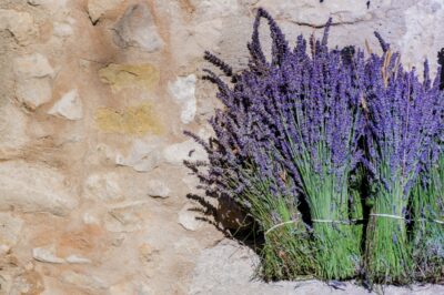 Bouquets de lavande