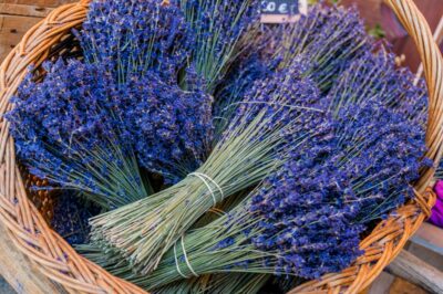 Bouquets de lavande à Sault