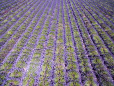 Champ de lavande vue depuis un drone