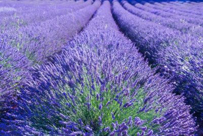 Lavender field - Provence