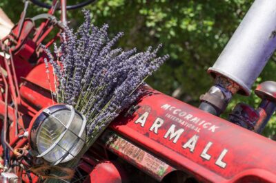 Tracteur décoré pour la fête de la lavande