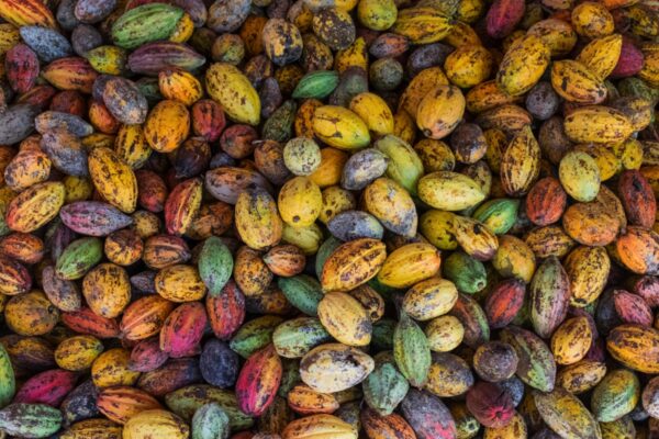 Cabosses de cacao dans le delta du Mékong