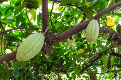 Cabosses sur un cacaoyer