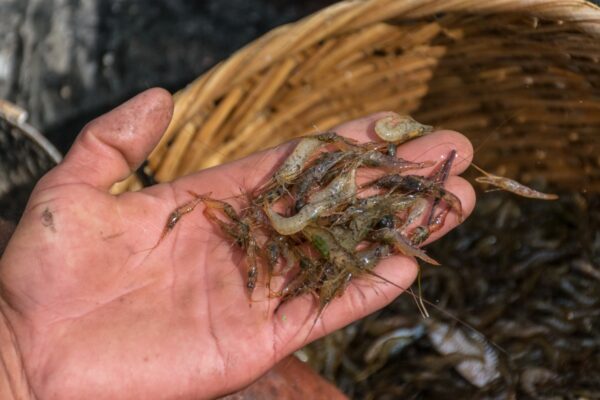 Crevettes du lac Inle