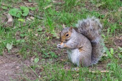 Ecureuil dans le parc du Mont Royal