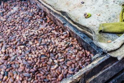 Fermentation des fèves de cacao