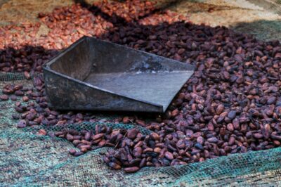 Fèves de cacao après la fermentation