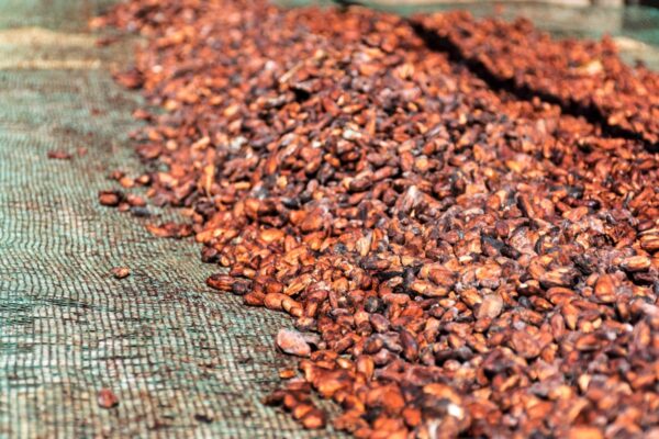 Fèves de cacao qui sèchent au soleil