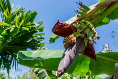 Fleur de bananier - Delta du Mékong, Vietnam